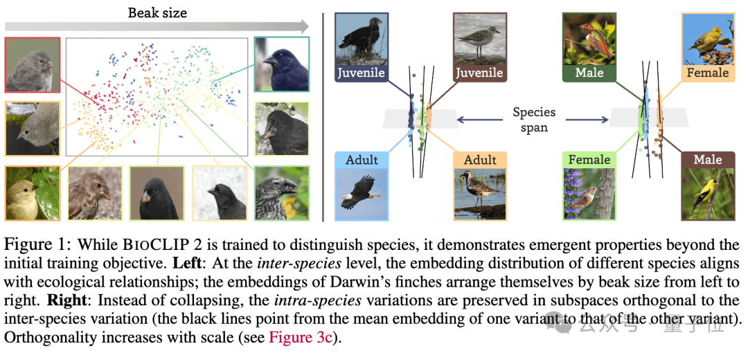 AI一眼认出95万物种，还能分辨雄雌老幼，2亿生物图像炼成“生命视觉”大模型